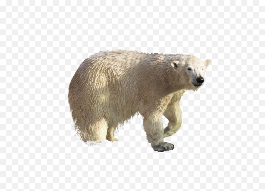 Polar Bear Animal Climate - Polar Bear Climate Change Png Emoji,Polar Bear Png