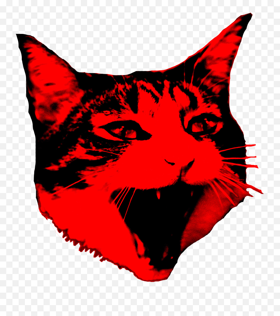 Cat Face - Cat Murphy Band Png Download Original Size Png Cat Emoji,Cat Face Png