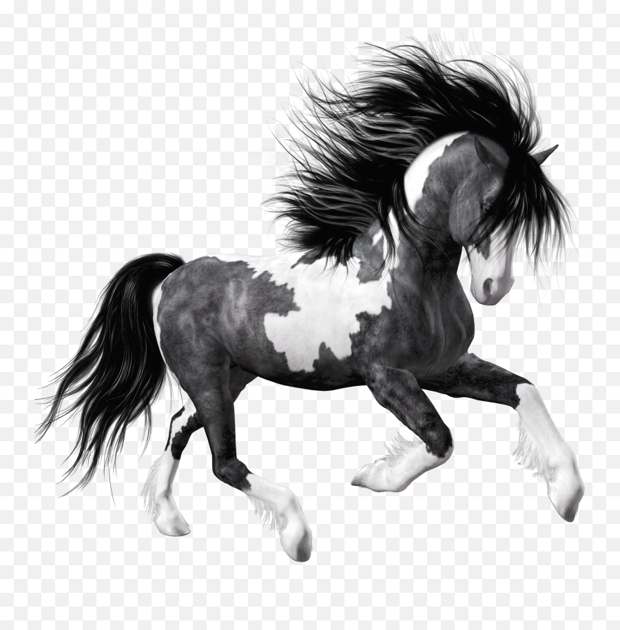 White Black Horse Png Clipart Picture Horses Black Horse - Black And White Horse Png Emoji,Horse Png
