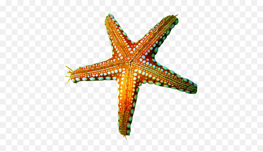 Starfish Png Resolution480x480 Transparent Png Image - Imgspng Starfish Emoji,Star Fish Png