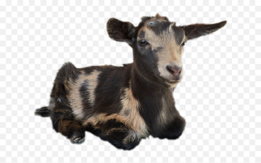 Download Goat Png Image With No Background - Pngkeycom Emoji,Goat Transparent Background
