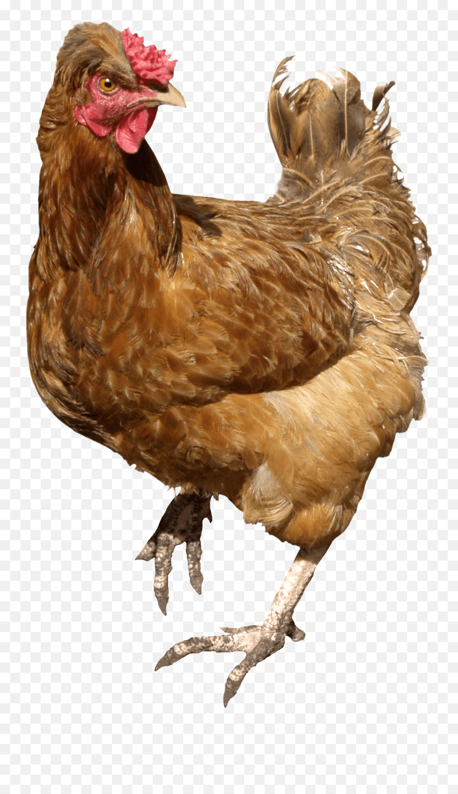 Chicken Clipart Walking - Transparent Chicken Png Emoji,Chicken Clipart
