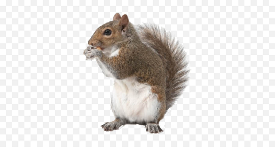 Png Images Squirrel 27png Snipstock - Eastern Gray Squirrel Emoji,Squirrel Png