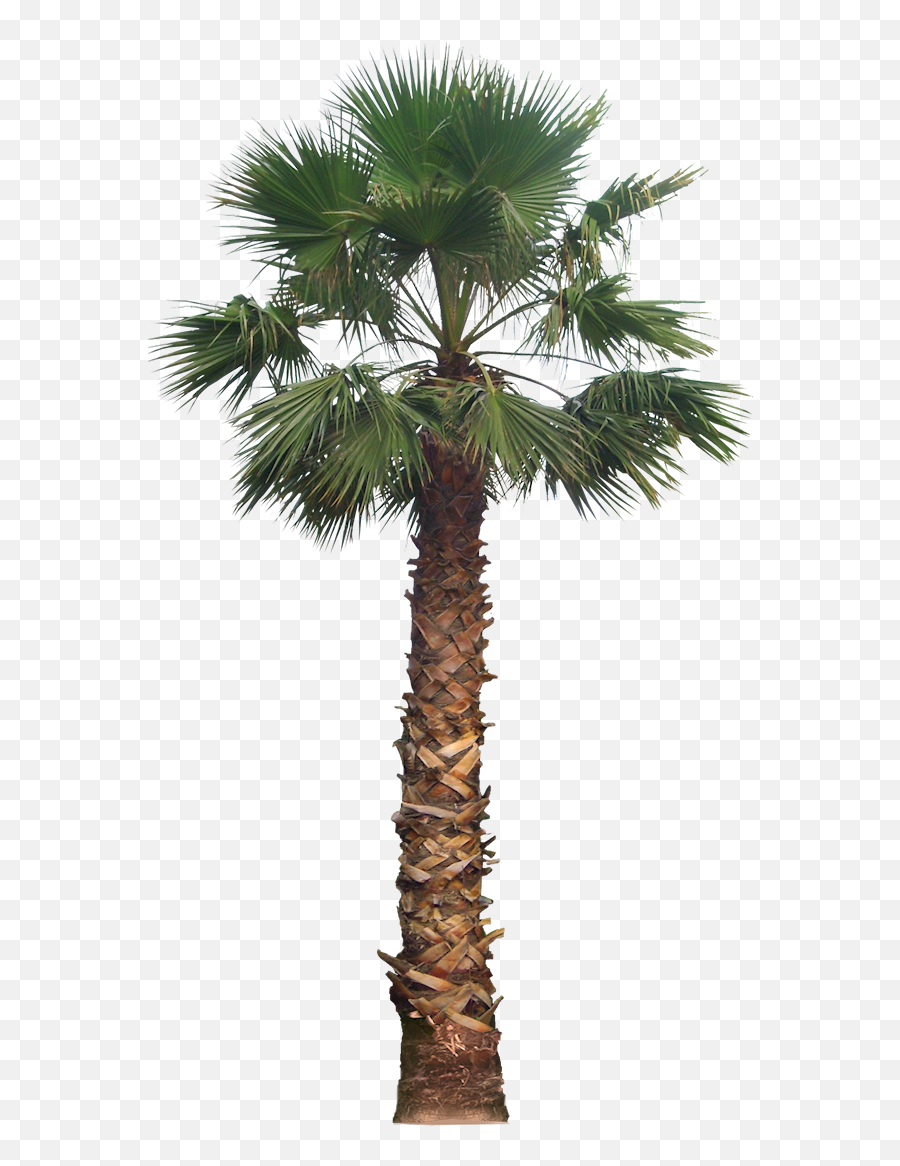 Free Png California Palm Tree Png Image - Architectural Palm Tree Png Emoji,Palm Tree Png