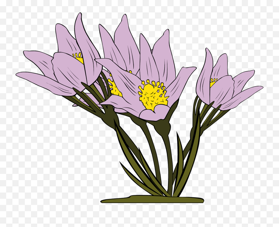 Crocus Png - Crocus Eastern Pasqueflower Flowering Plant Animated Plant With Flowers Emoji,Wildflower Clipart