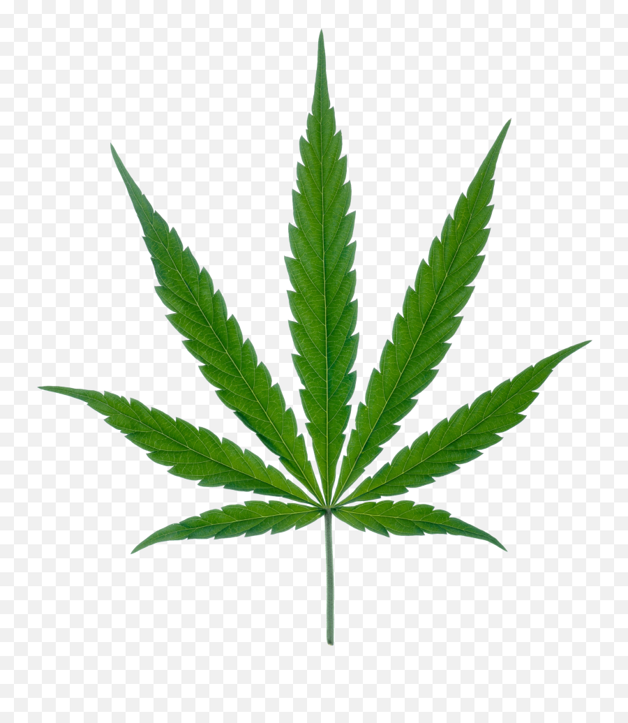 Weed Png Images Transparent Cannabis - Cannabis Png Emoji,Weed Png