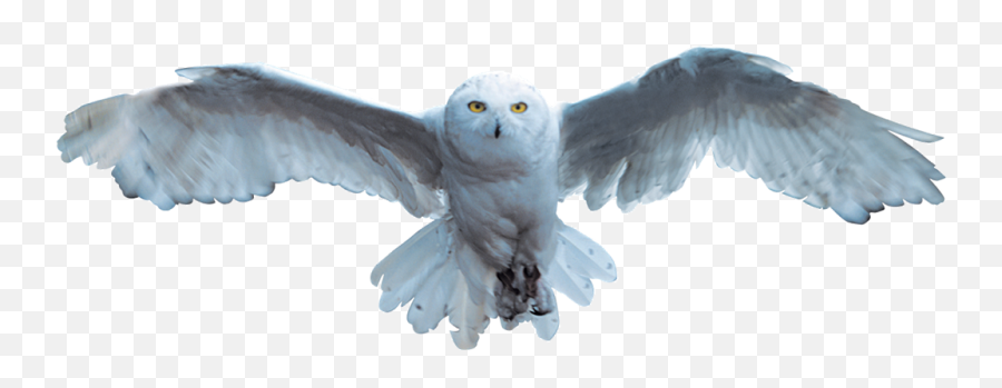 Transparent Harry Potter Owl Clipart - Hedwig Harry Potter Transparent Emoji,Harry Potter Owl Clipart