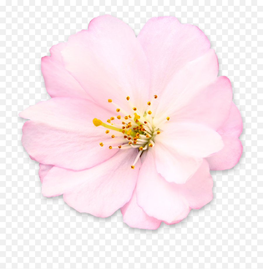 Get Cherry Blossom Pictures Png - Lovely Emoji,Cherry Blossom Png