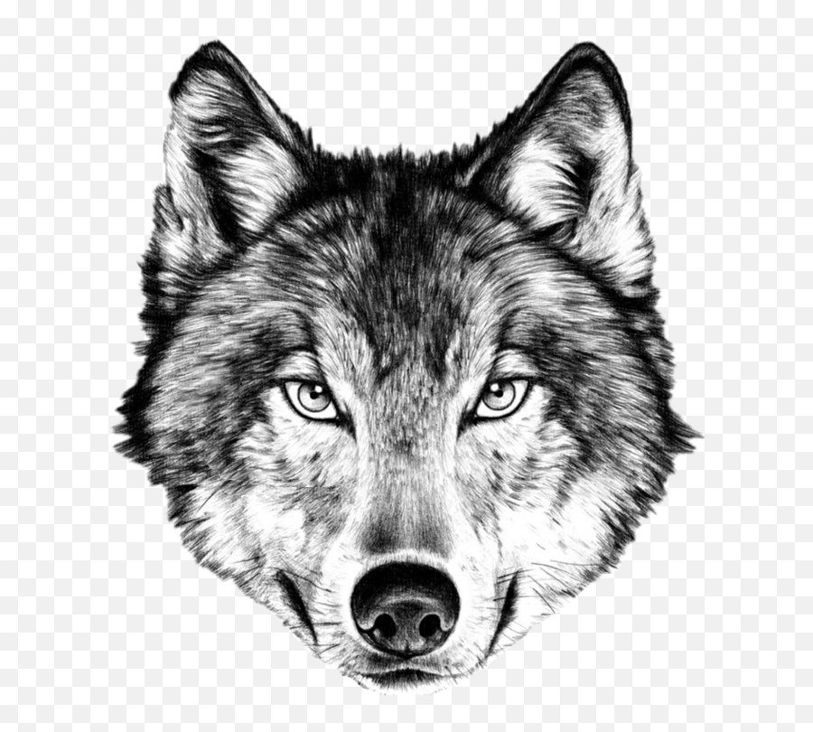 Wolf Face Drawing Transparent Png Image - Wolf Face Png Emoji,Wolf Face Png