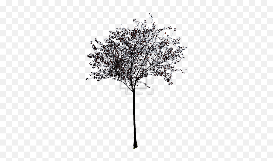 Young Tree With Red And Purple Leaves - Immediate Entourage Emoji,Tree Leaves Png