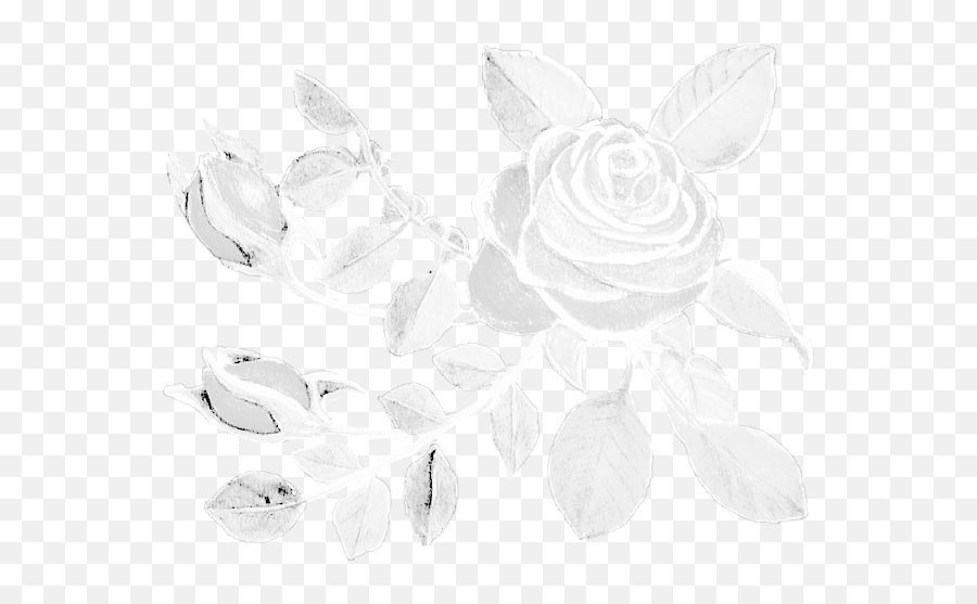 White Rose Watercolor Clear Cropped Transparent Emoji,White Rose Transparent Background