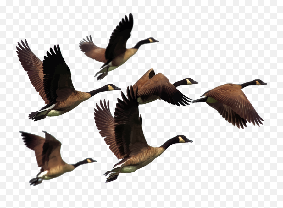 Animals Birds Flying - Free Vector Graphic On Pixabay Flying Geese Png Emoji,Birds Flying Png