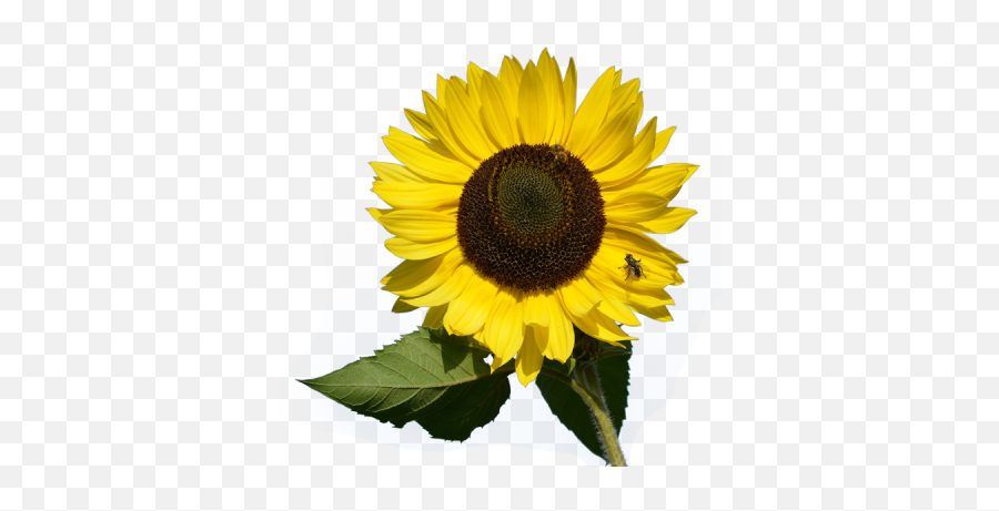 With Bug Sunflower Transparent Clipart - 31530 Transparentpng Small Sunflower On A Transparent Background Emoji,Sunflower Clipart