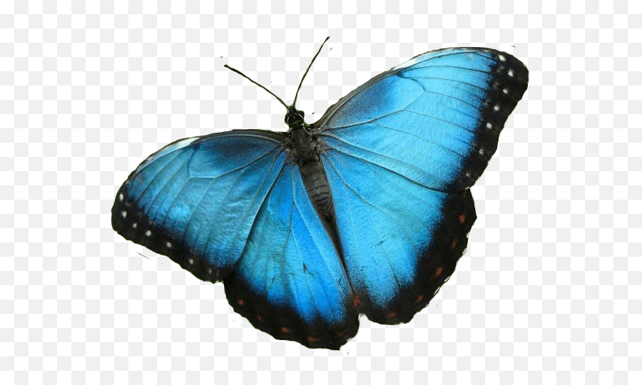Blue Butterfly Transparent Png - Clear Background Blue Butterfly Transparent Emoji,Butterfly Transparent