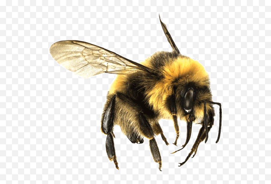 Bee Png - Bee Transparent Background Emoji,Bee Png
