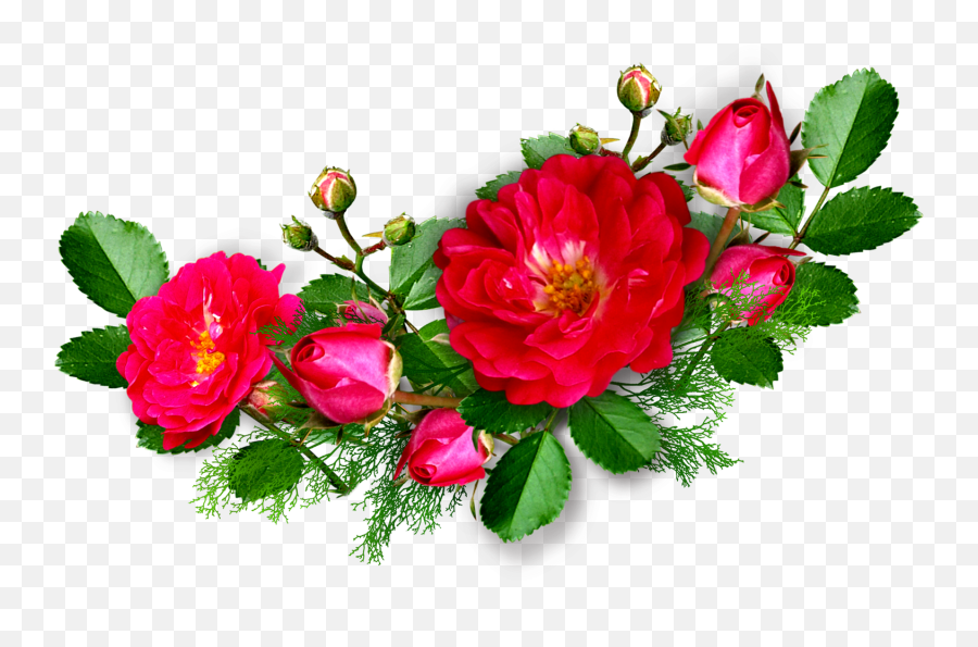Pink Rose Png Psd Clipart Transparent - Floral Emoji,Pink Rose Png