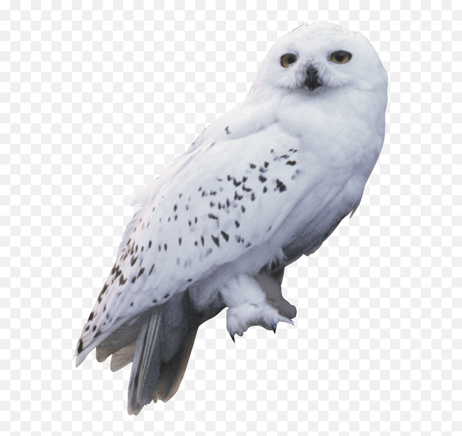 Transparent Harry Potter Png Download - Transparent Harry Potter Owl Png Emoji,Harry Potter Owl Clipart