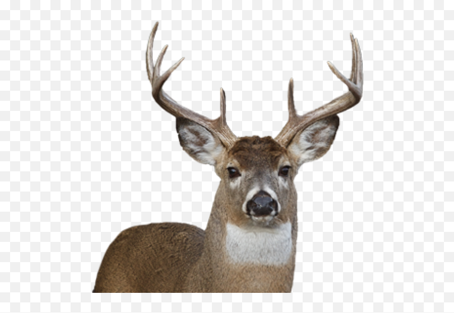 Deer Png Face Png Images Download Deer Png Face Pictures - Transparent Background Deer Face Png Emoji,Face Png