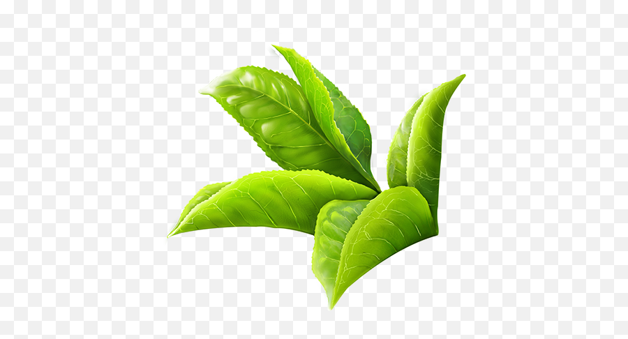 Download Green Tea Leaves Png Clipart Freeuse - Green Tea Tea Leaf Png Hd Emoji,Leave Png