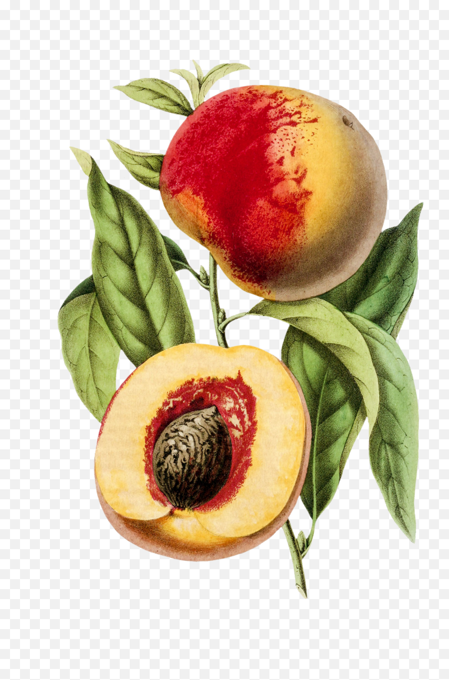 Peach Fruit Vintage Illustration Free Stock Photo - Public Emoji,Peach Transparent Background