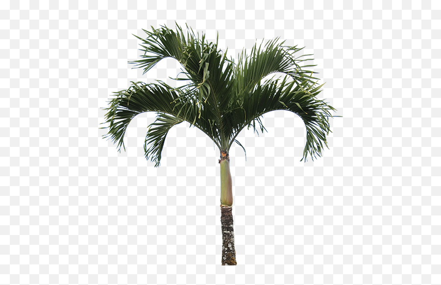 High Quality Real Palm Tree Png - Palm Tree Png High Resolution Emoji,Palm Tree Png