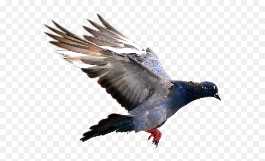 Birds Flying - Pigeons Flying Transparent Png Original High Do Pigeons Fly Emoji,Birds Flying Png