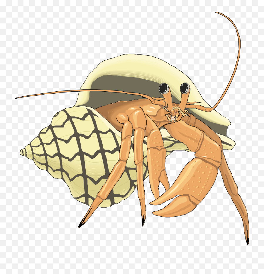 Crab Cartoon Png - Transparent Background Hermit Crab Clipart Emoji,Crab Clipart