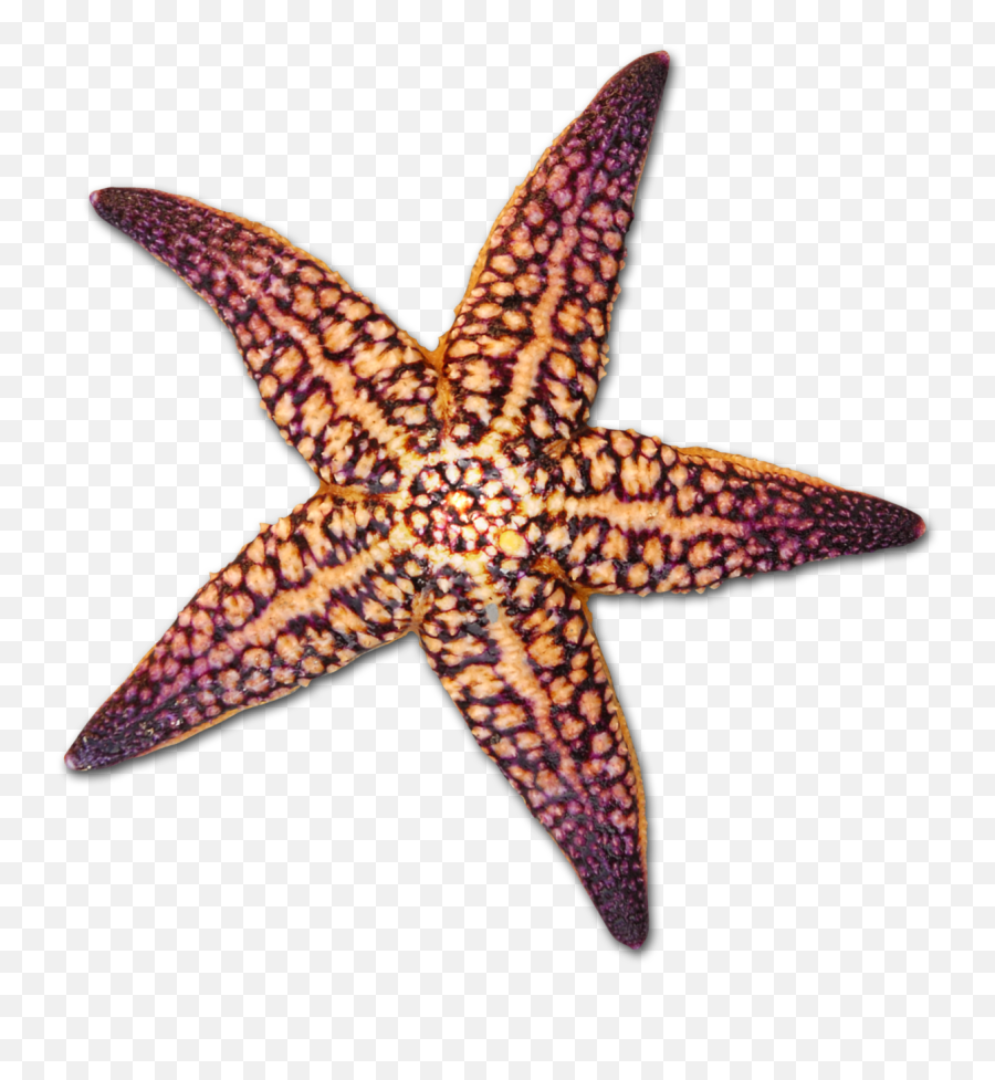 Download Drawing Shells Starfish Png Freeuse Library - Starfish On A Clear Background Emoji,Star Fish Png