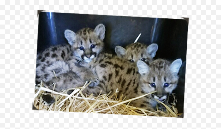 Adorable Mountain Lion Cubs Arrive At - Wildlife Emoji,Mountain Lion Png