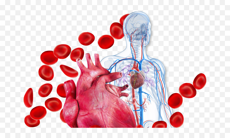 Blood Heart Cornerstones Education - Blood Heart Cornerstones Emoji,Human Heart Png