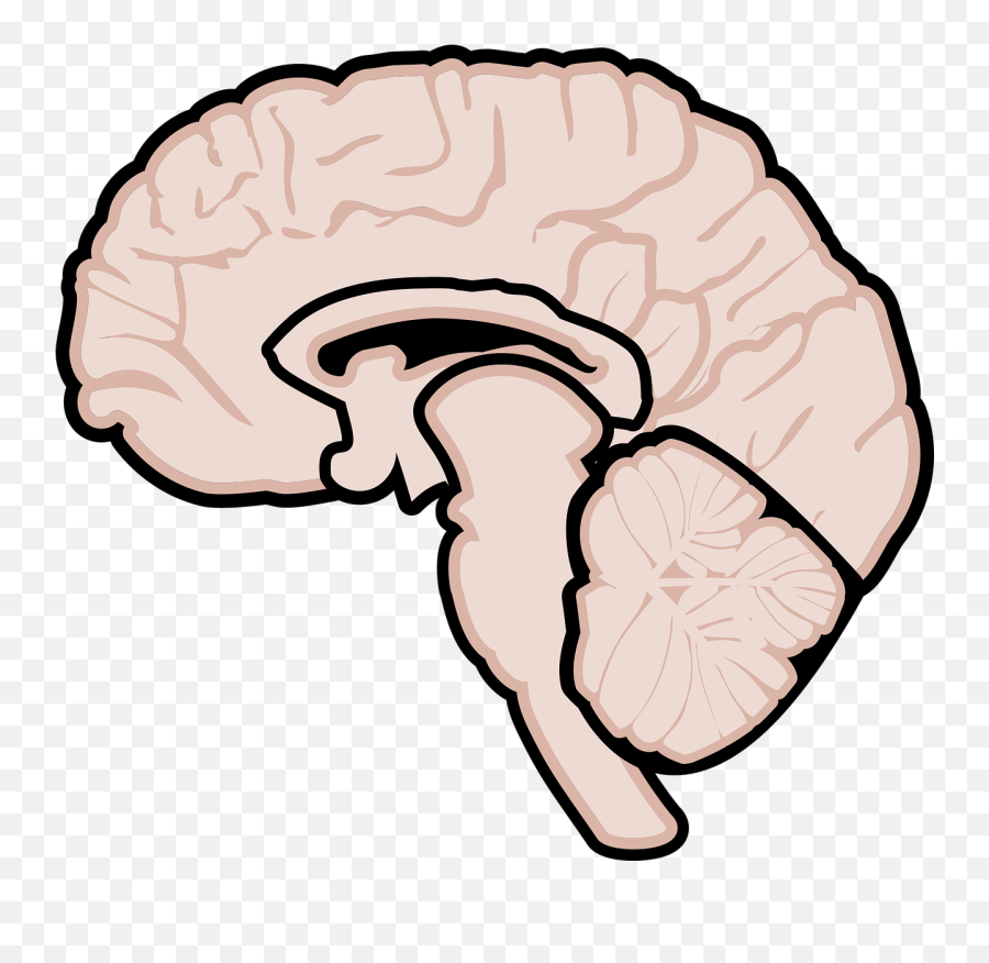 Graphic Human Brain Brain Brain Diagram Emoji,Mri Clipart