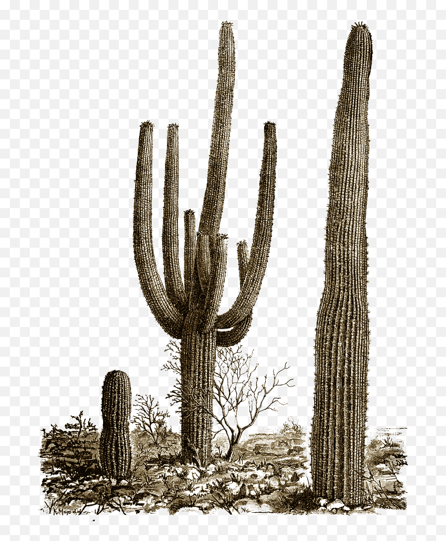 Download Cactus Png 8 Hq Png Image - Desert Cactus Png Transparent Emoji,Cactus Png