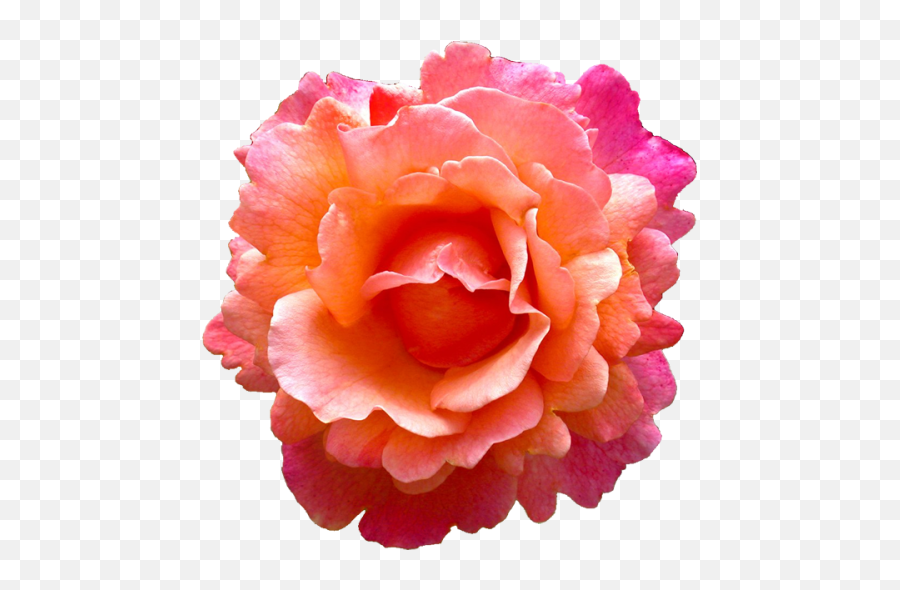 Download Tropical Pink Flower Png - Orange Pink Flowers Png Rose Emoji,Pink Flowers Png