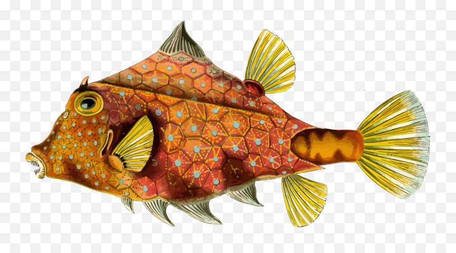 Orange Ocean Fish Clipart Free Image - Ernst Haeckel Art Animals Emoji,Fish Clipart