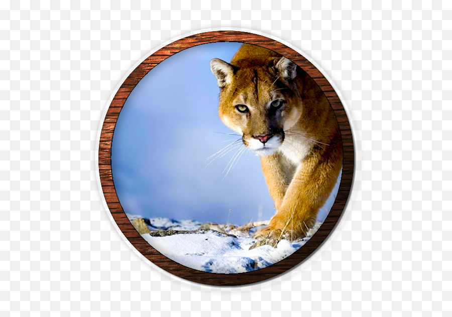 Mountain Lion - Mountain Lion Wallpaper Mac Os Emoji,Mountain Lion Png