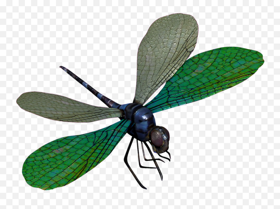 Dragonfly 3d Model Free Download - Green Dragonfly Png Emoji,Dragonfly Clipart