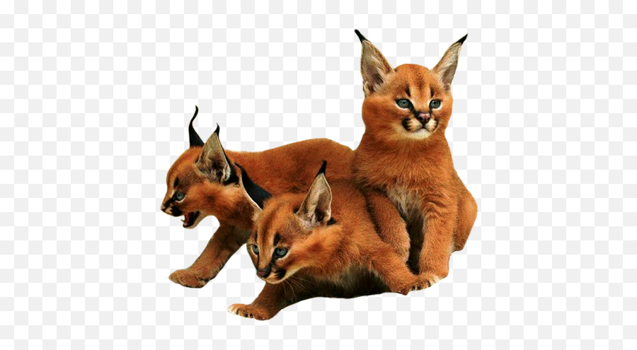 Three Caracal Kittens Smoke Transparent - Transparent Ainmals Emoji,Transparent Animals