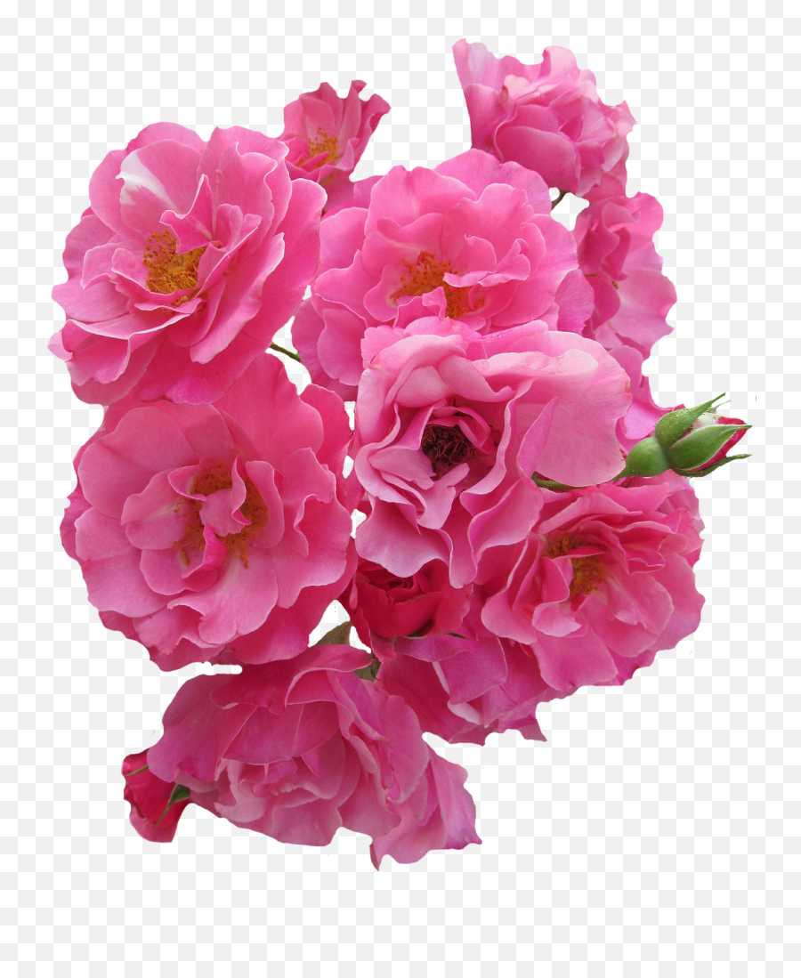 Roses Pink Flowers Garden Roses Png Picpng Emoji,Pink Roses Png