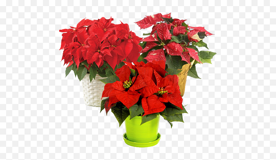 Download Hd Unique Christmas Plants U0026 Treeu0027s Collection Emoji,Poinsettia Transparent Background