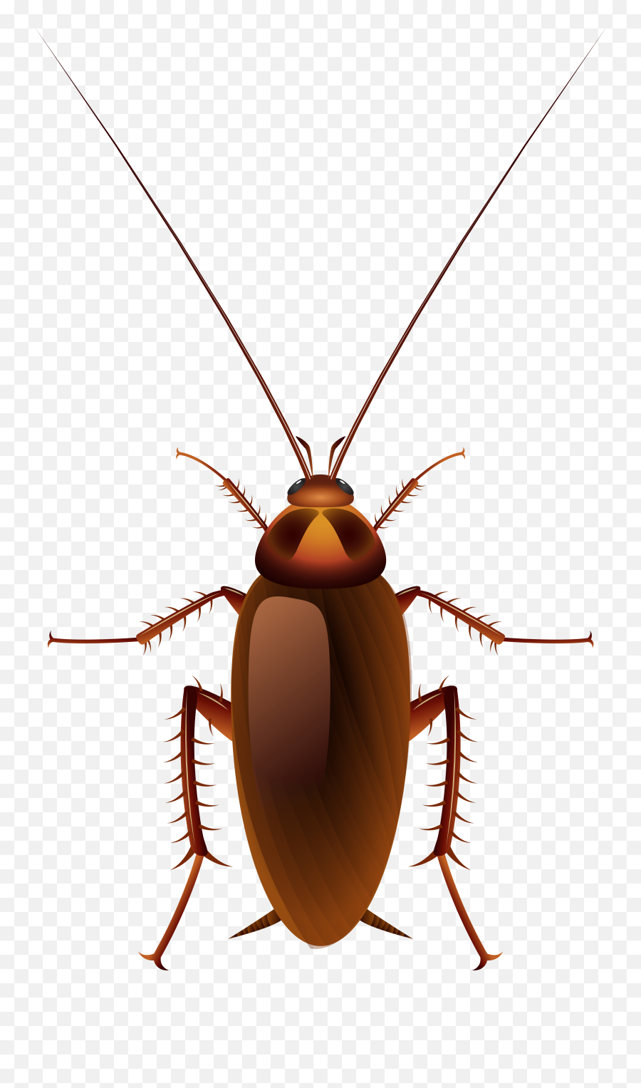 Cockroach Png Clip Art - Cockroach Png Transparent Cartoon Emoji,Cockroach Png