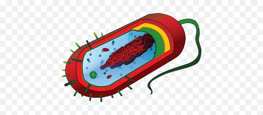 Bacteria Png Image - Unlabeled Prokaryotic Cell Png Emoji,Bacteria Png