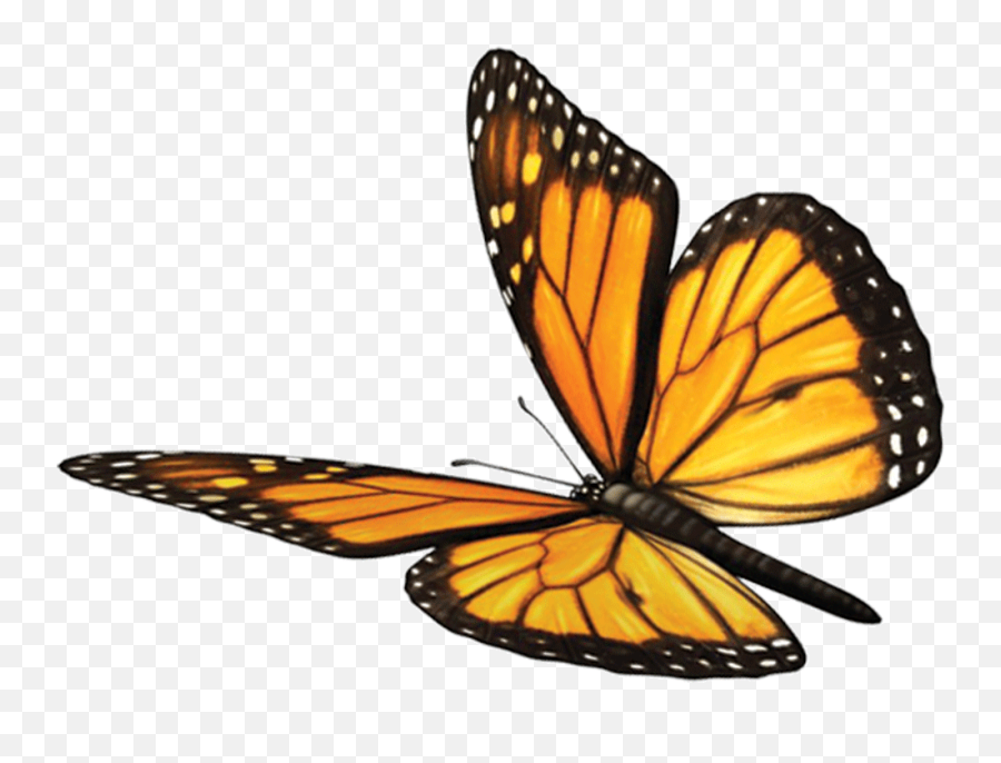 Download Butterfly Fawn Mind Soul Spirituality Monarch - Monarch Png Emoji,Monarch Butterfly Png