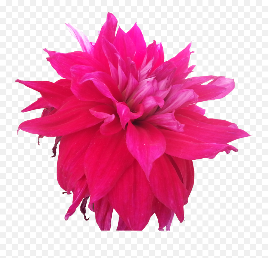Pink Flowers Tumblr Hd Images 3 Hd Wallpapers - Hot Pink Dark Pink Flower Art Emoji,Pink Flower Png