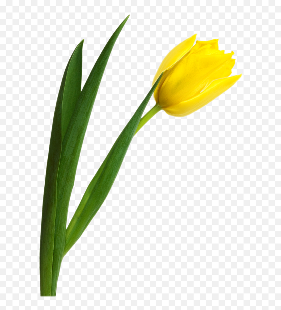 Ground Clipart Tulip Ground Tulip Transparent Free For - Yellow Tulip Flower Png Emoji,Tulips Clipart