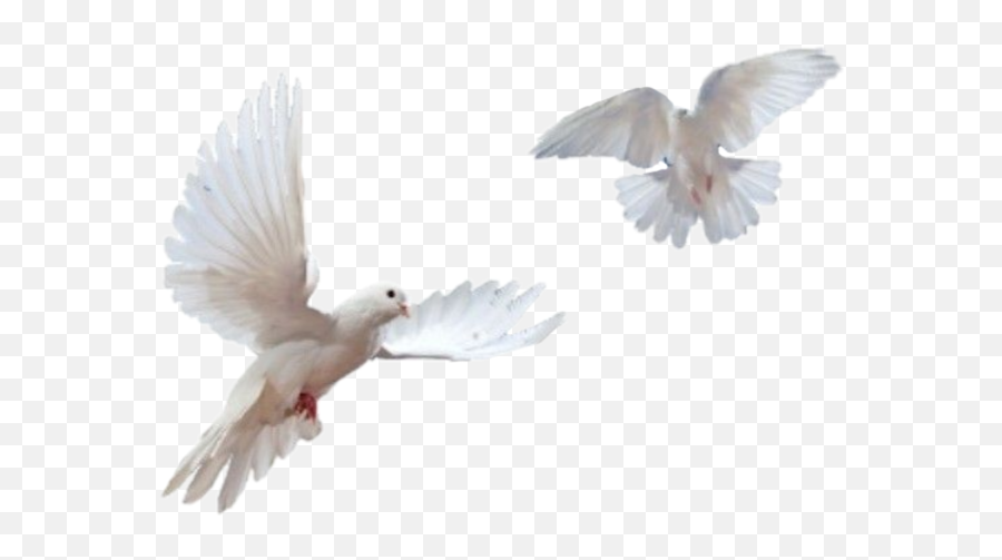 Birds Bird Aesthetic Tumblr Animal White Sticker By - Transparent Doves Flying Png Emoji,Aesthetic Clipart
