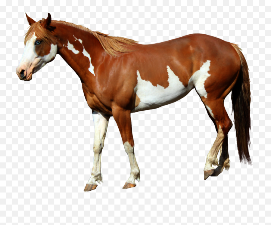 Beautiful Horses Transparent Photo - Standing Horse Png Paint Horse Png Emoji,Horse Png