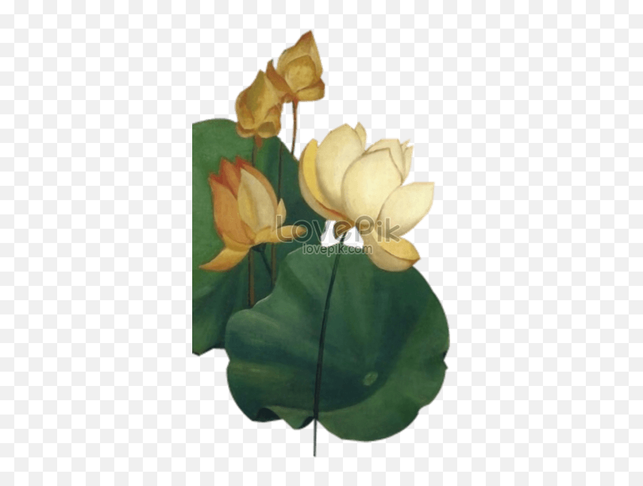 Chinese Lotus Flower Graphics Imagepicture Free Download - Emergent Vegetation Emoji,Lotus Flower Transparent Background