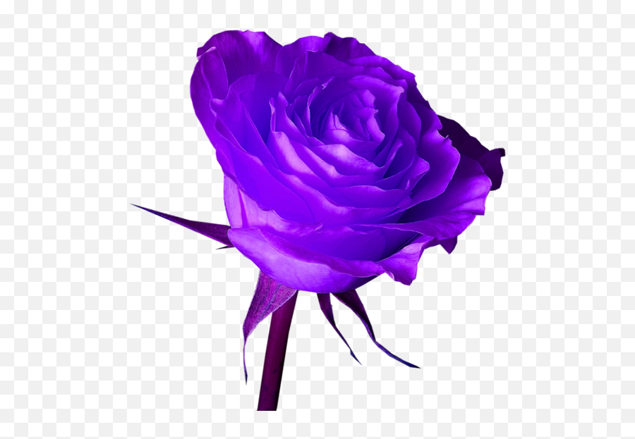 Purple Rose Psd Official Psds Emoji,Purple Roses Png