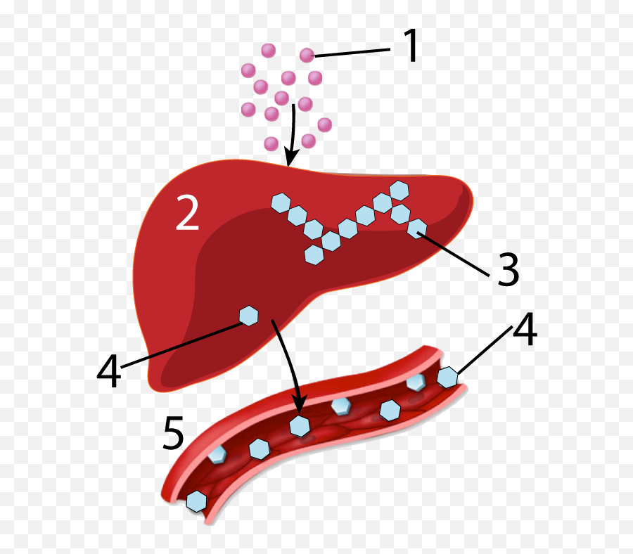 Feedbackhomeostasis 2 Blood Glucose Regulation U2013 Learn - Biology Emoji,Cytoplasm Clipart