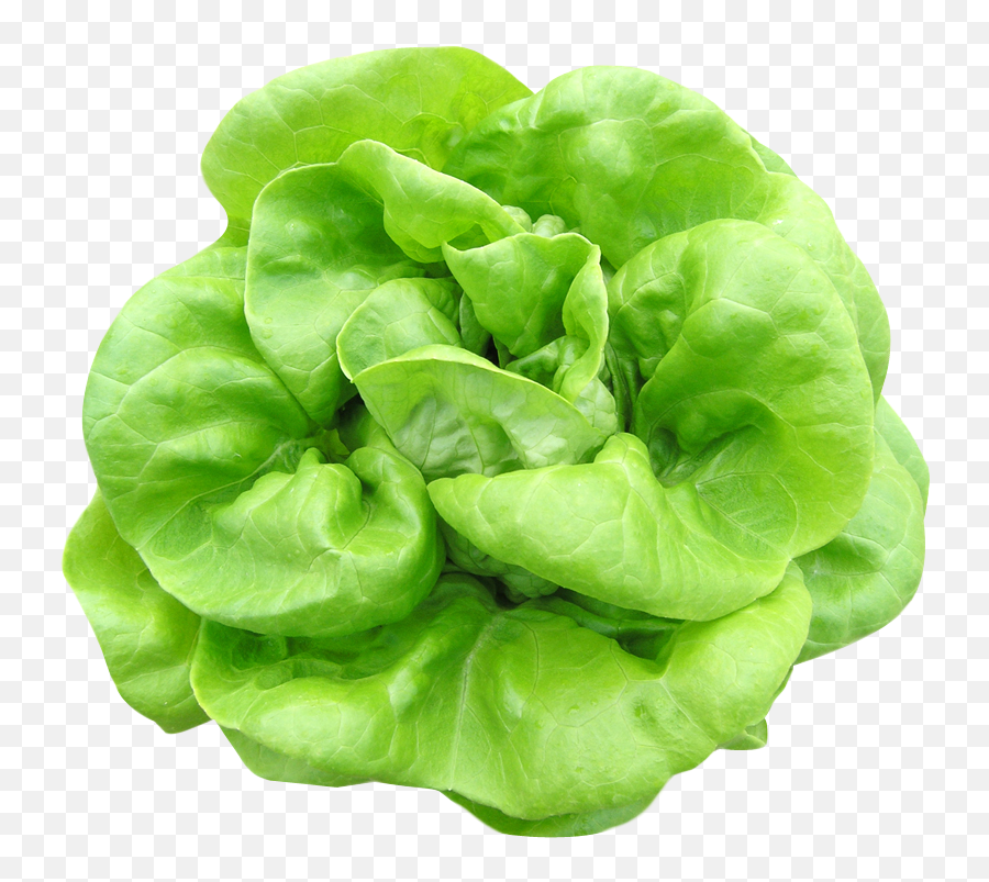 Green Lettuce Png Clipart - Butterhead Lettuce Transparent Background Emoji,Lettuce Clipart